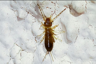 termite-Pest-Control