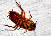 cockroaches pest control nj