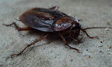 cockroaches pest control nj